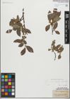 Foto von Salix glabra Scop. x Salix nigricans Sm.